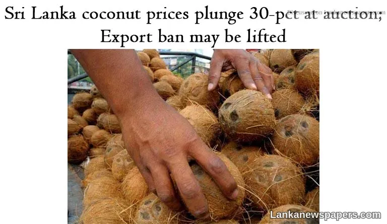 Sri Lanka coconut prices plunge 30-pct at auction; export ban may be lifted