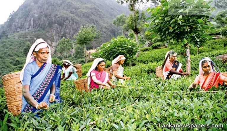 LNP - UK tea experts explore trading opportunities with Sri Lankan specialty tea producers