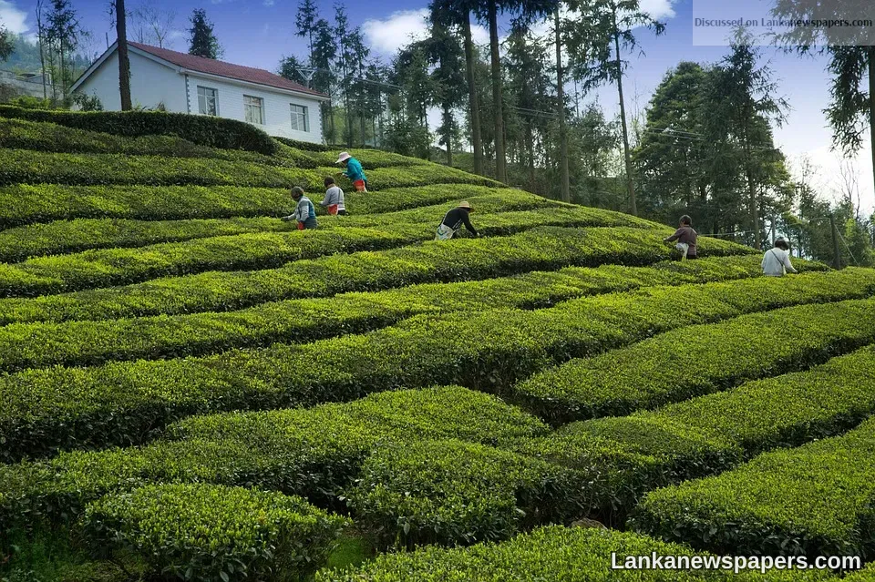 Sri Lanka July exports up 5.7-pct, tea, garments down