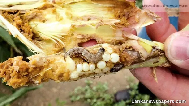 Beware the Fall Army Worm