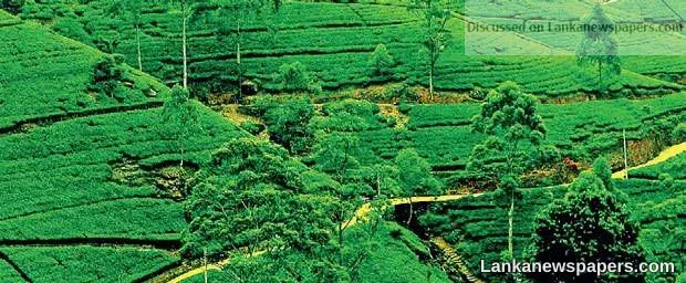Sri Lanka set to launch global tea promotional campaign in Russia in February