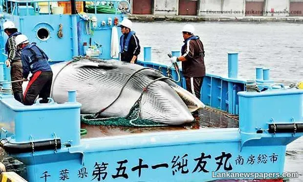 Japan to resume commercial whaling after pulling out of IWC