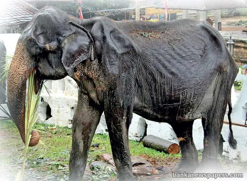 Captive elephants and the way forward As Tikiri continues to live..