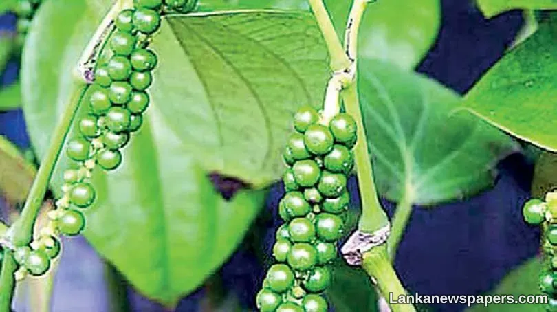 Indian pepper growers concerned over Sri Lanka’s move to ease exports