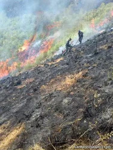 SLAF troops douse forest fire at Panangala