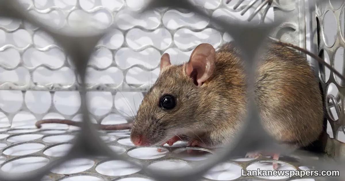 Hantavirus kills man in China; but it’s not a new virus