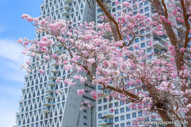 Colombo blossoms