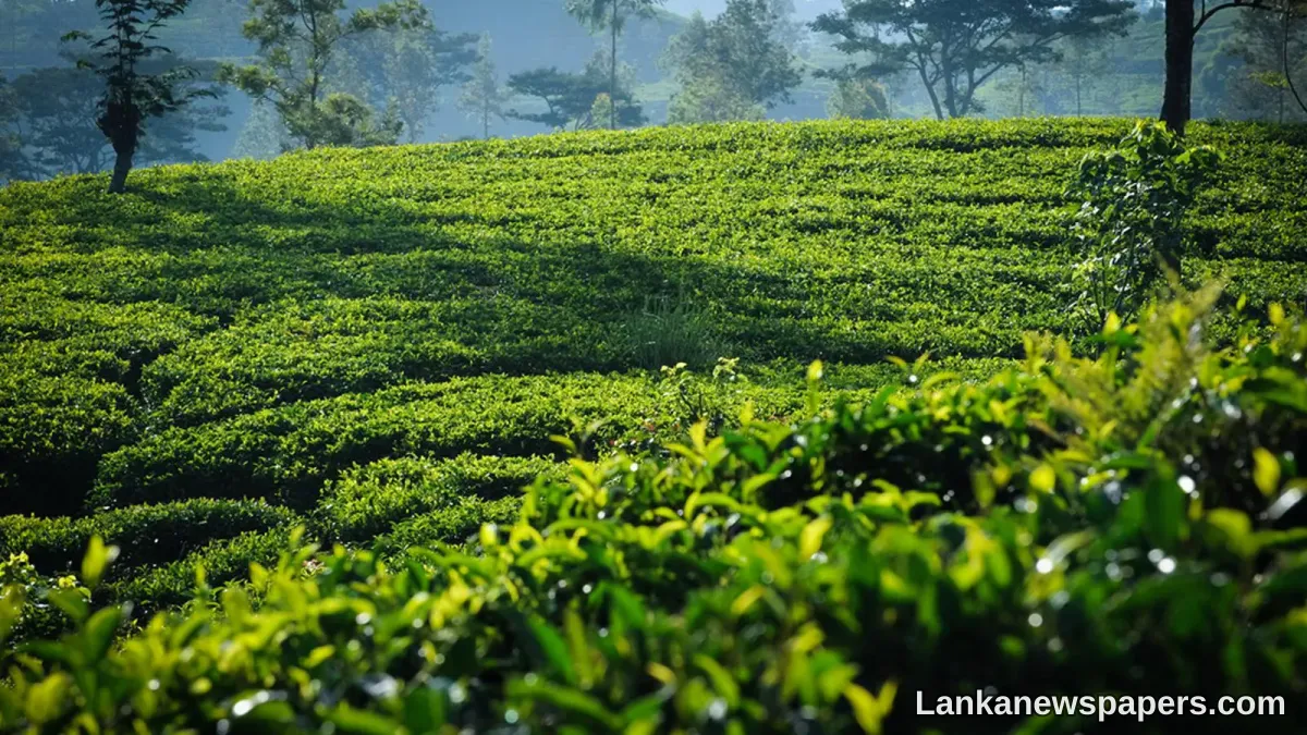 SL to reposition exports to meet new market conditions resulting from COVID-19 crisis
