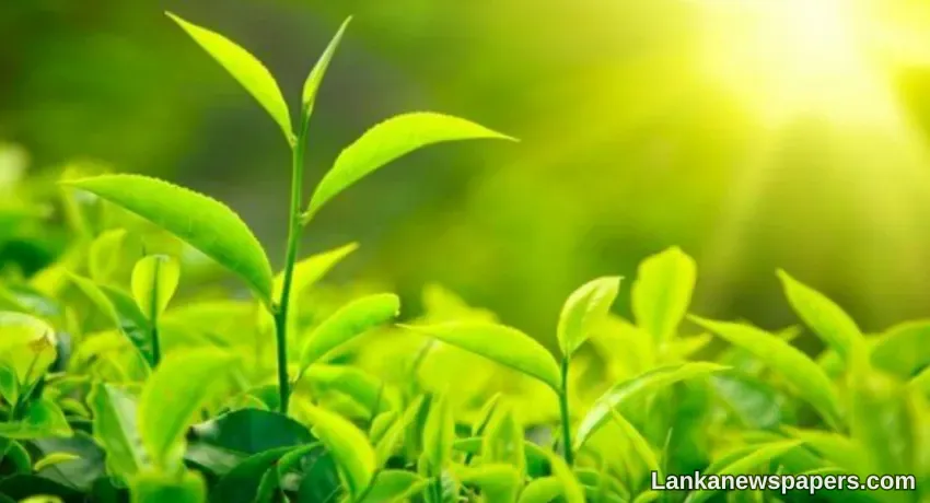 LNP - Tea exports dip in February