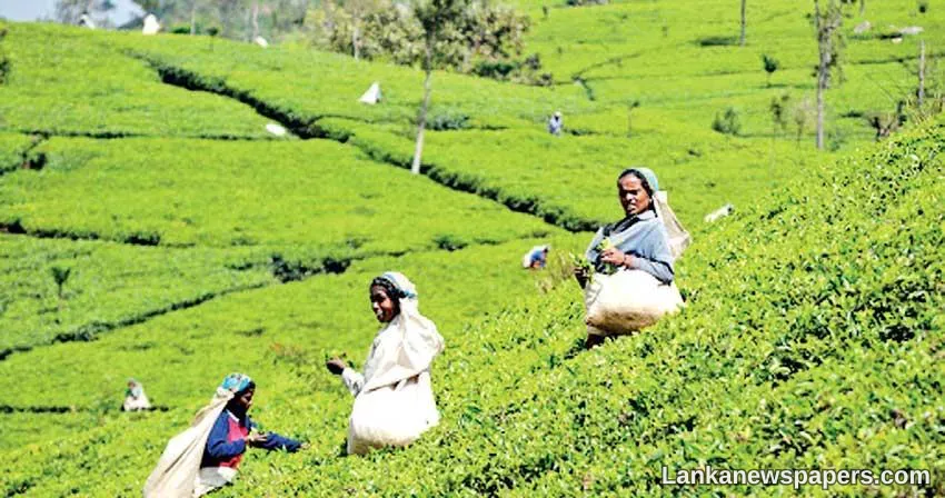 Tea industry urges sector players to maintain end product quality