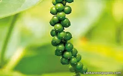 Pepper prices record sharp drop as harvest season arrives
