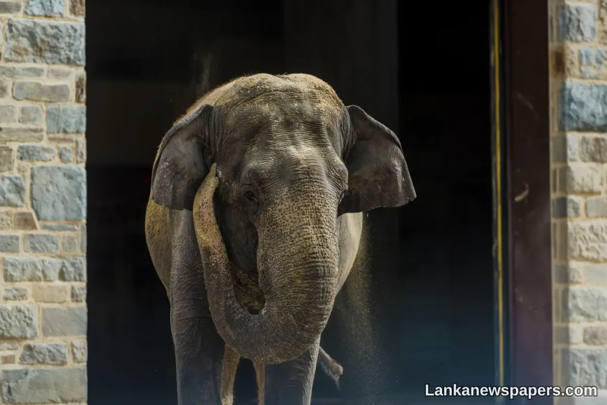 LNP-Female Asian Elephant Dies at Smithsonian’s National Zoo