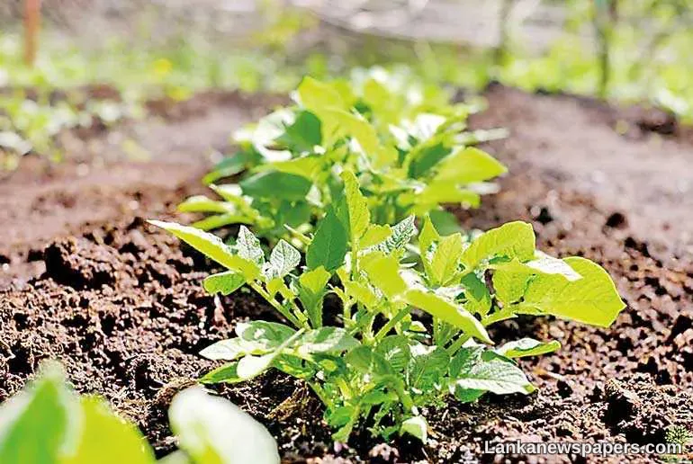 LNP - PPP to boost organic agriculture in Mahaweli