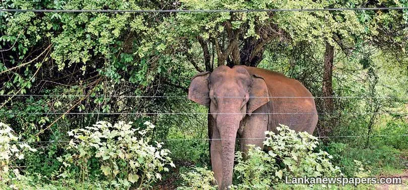 Sri Lanka’s vanishing Elephant Corridors