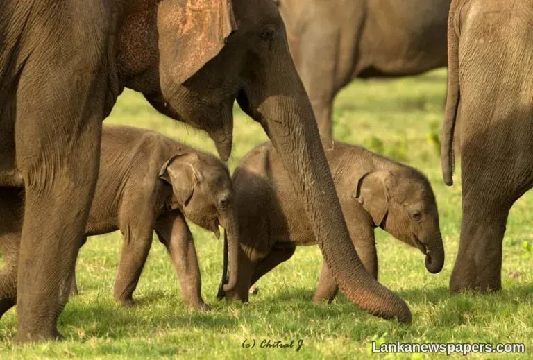 NLP - Twins highlight world’s largest Asian elephant gathering in Sri Lanka