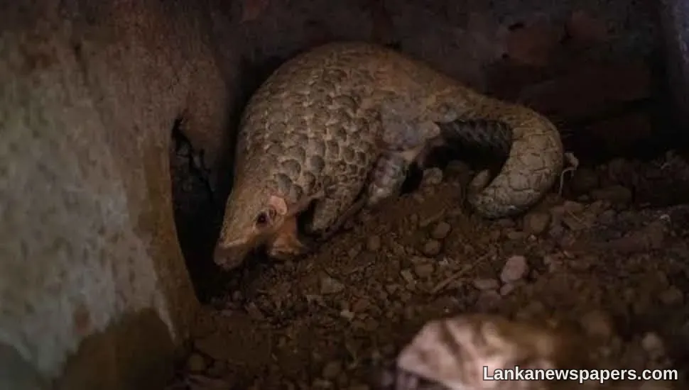 LNP - Coronavirus: Vietnam bans wildlife trade over pandemic risk