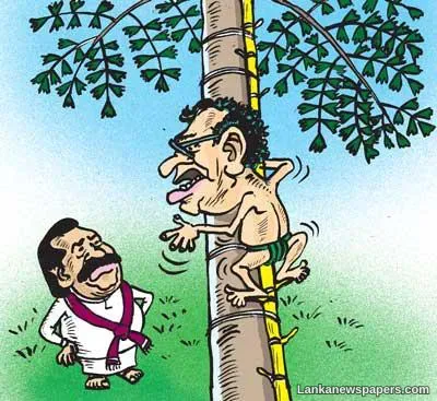 LNP - Big trees had turned into grass