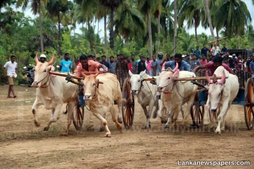 LNP - Cattle race to condemn slaughter