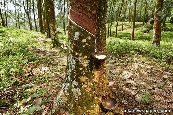 LNP - Sorry state of rubber industry in SL
