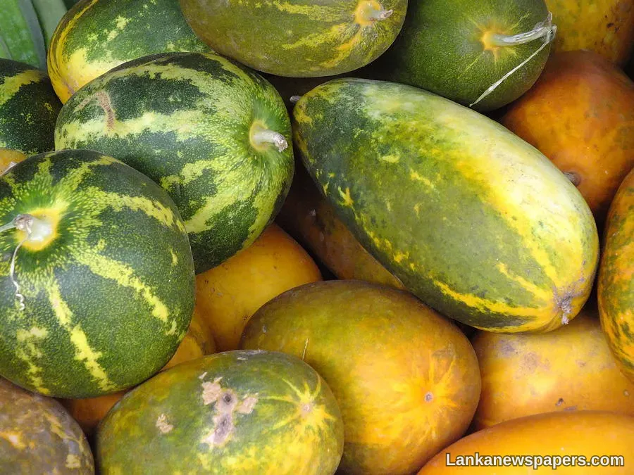 LNP - Bumper cucumber harvest