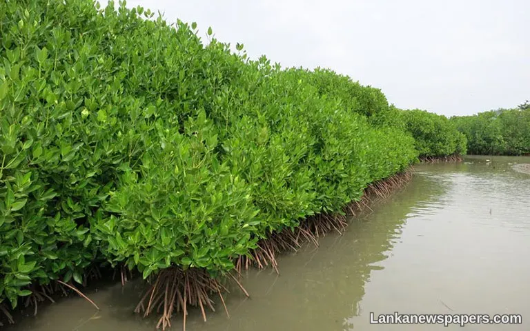 LNP - Muthurajawela to be declared as Ramsar wetland