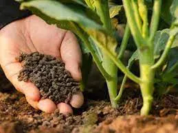 LNP - Farmers to receive fertilizer subsidy from Monday