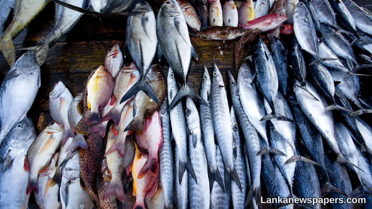 LNP - Man transporting over 5 tonnes of stale fish in lorry arrested in Negombo
