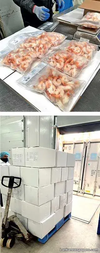 LNP - Sri Lanka Vannamei prawns capture Jordanian market