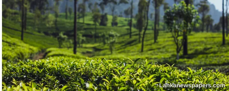 LNP - PA urges all stakeholders to work towards a fair deal for Ceylon Tea