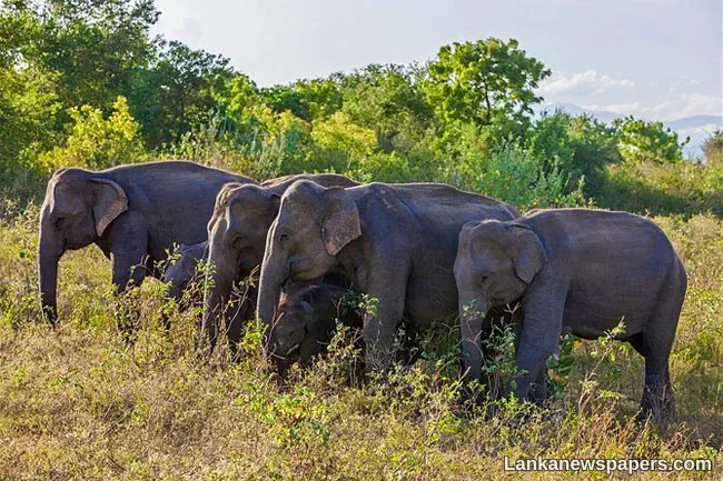 LNP - Eyebrows raised as elephant deaths mount