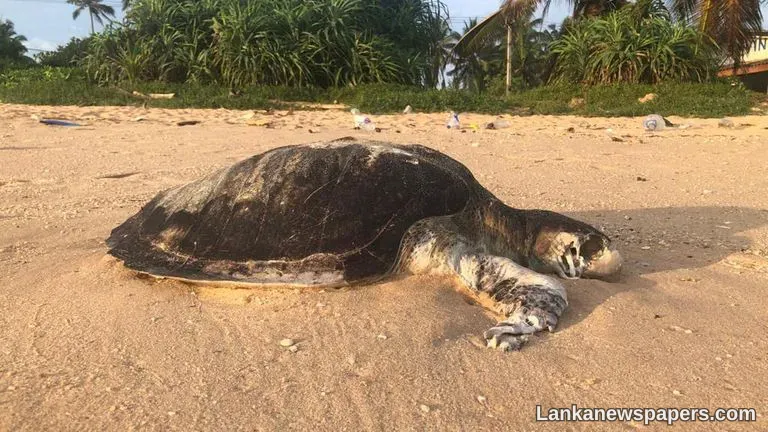 LNP - Death of sea turtles due to environmental damage caused by X-Press Pearl- AG
