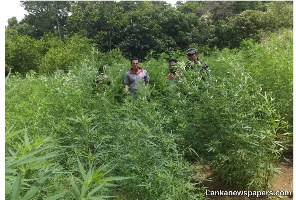 LNP - Growing and export of ganja to be legalised
