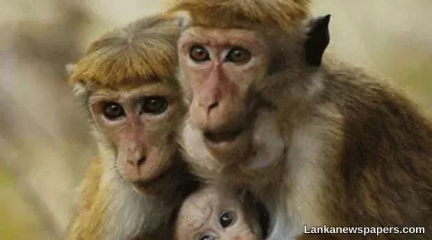 LNP - Govt. to go ahead with animal census despite pushback