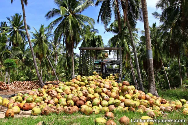 LNP - Sri Lanka looks to turn to Indonesia for coconut product imports