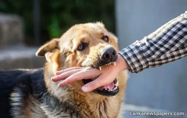 LNP - Nearly 300,000 dog bites reported annually in Sri Lanka