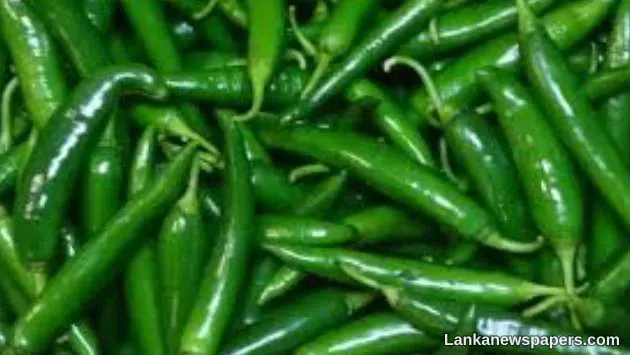 LNP - Green chili as high as Rs. 1800 per kilo