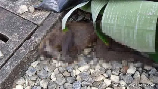 LNP - Monkey, responsible for islandwide black out, found dead