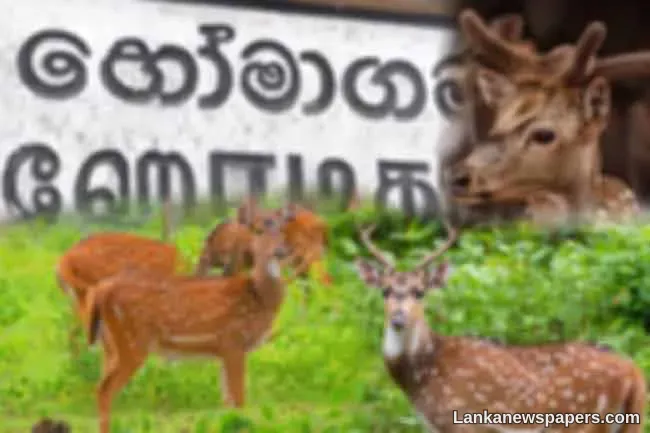 LNP - Homagama’s growing deer population to be relocated to suitable habitat