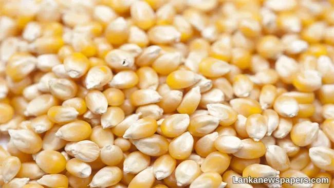 LNP - 18,000 MT of maize to be imported for ‘Thriposha’ production