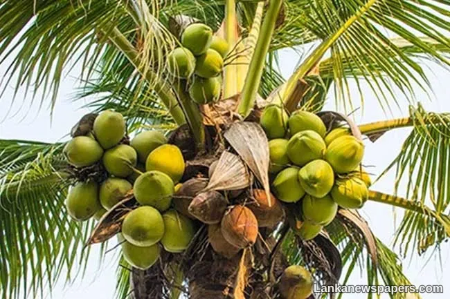 LNP - Jaffna to lead first phase of coconut pest eradication program