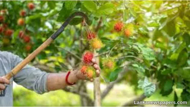 LNP - Rise in rambutan-related accidents