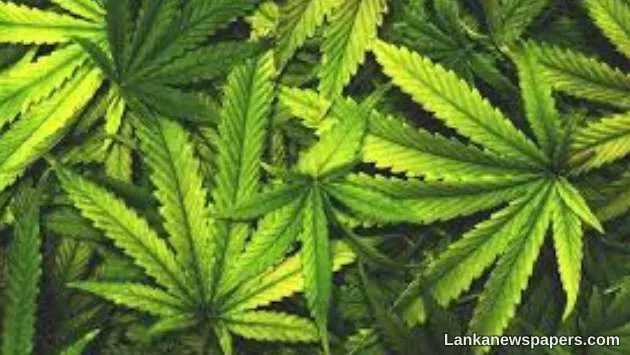LNP - Sri Lanka approves first legal cannabis cultivation by foreign investors