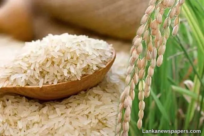 Proposal to increase minimum purchasing price of Samba and Kiri Samba paddy varieties approved