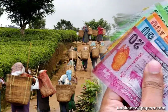 Cabinet greenlights wage hike and relief scheme for plantation sector