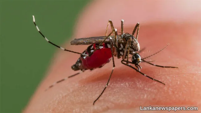 Dengue cases surge in Batticaloa following floods and monsoon rains