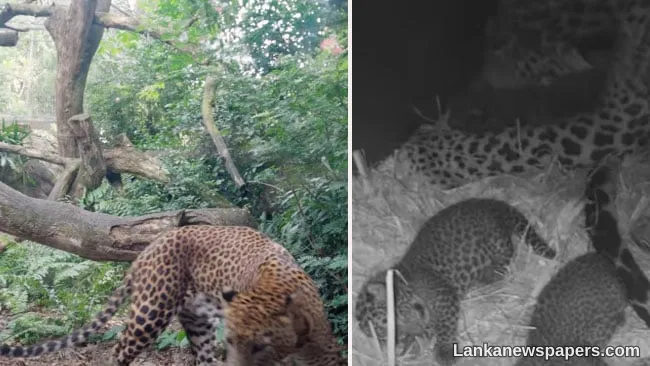 Rare Sri Lankan leopard gives birth to 3 cubs in Singapore Zoo