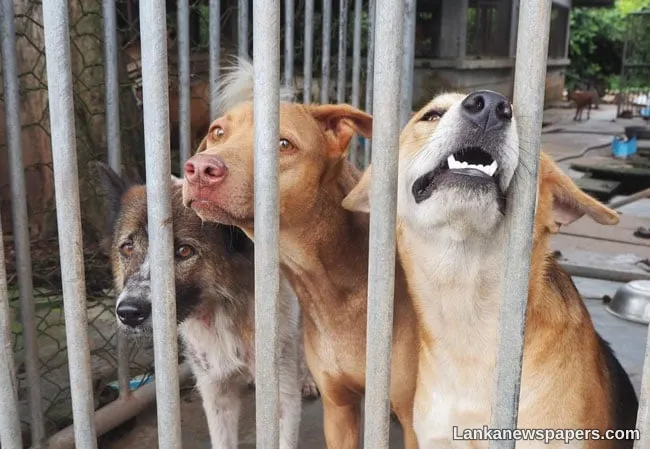 Abandoned pets become hidden victims of Iran-US war