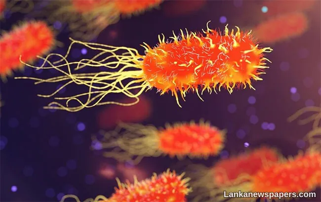 Around 1,800 cases of leptospirosis reported so far this year