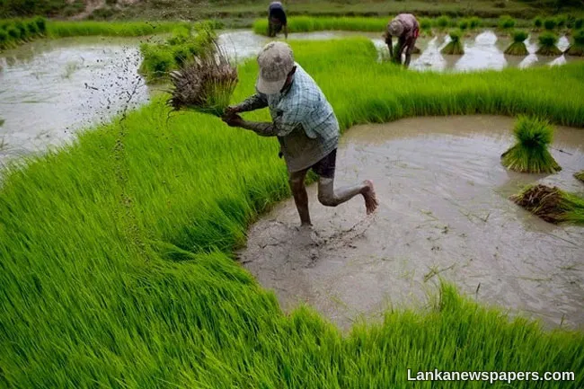 No issue in releasing water for cultivation in upcoming Yala season- Irrigation Dept.