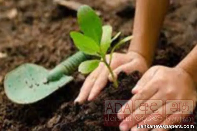 Auspicious time for planting of tree saplings for New Year falls today